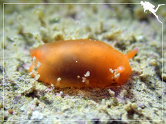 Dendrodoris fumata