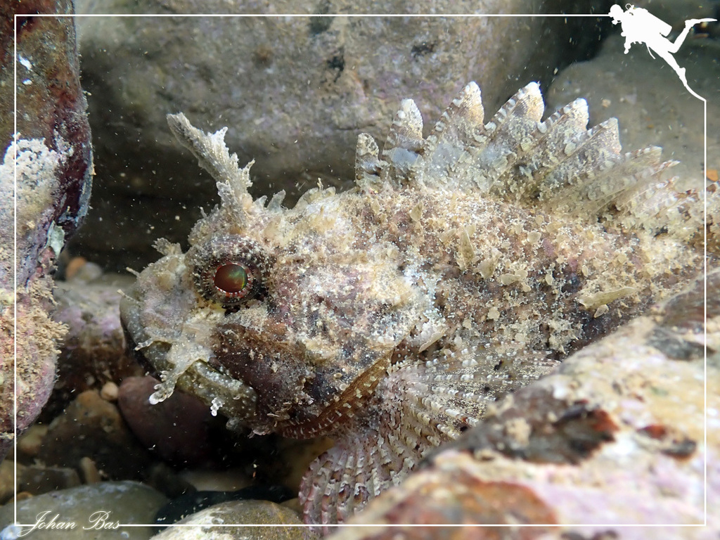 Barchin scorpionfish (Sebastapistes strongia) — Scorpaenidae