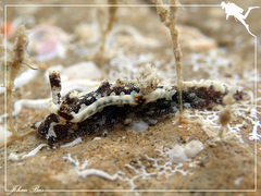 Goniodoris joubini