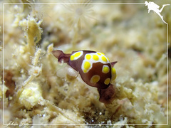 Colpodaspis thompsoni