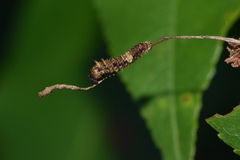 Limenitis arthemis