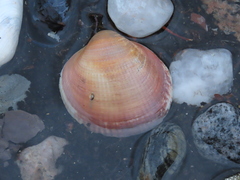 Serripes groenlandicus