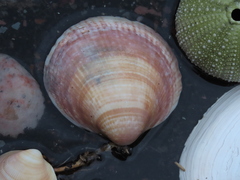 Serripes groenlandicus