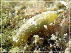 Spinoaglaja orientalis