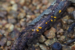 Dicephalospora rufocornea