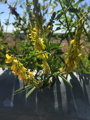 Melilotus altissimus