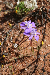 Moraea tortilis