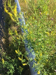 Melilotus altissimus