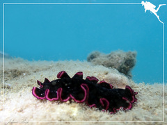 Pseudobiceros gloriosus