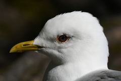 Larus canus