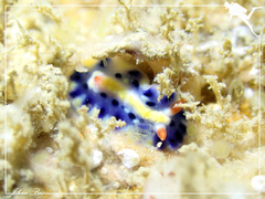 Hypselodoris infucata