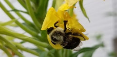 Bombus impatiens