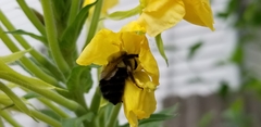 Bombus impatiens
