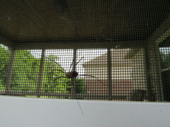 Dicranopalpus ramosus