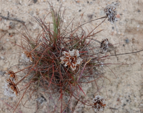 Armeria welwitschii, photograph 1