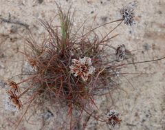 Armeria welwitschii, photograph desertnaturalist, CC BY, iNaturalist via GBIF