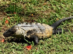 Ctenosaura pectinata