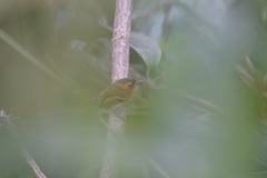 Poecilotriccus plumbeiceps