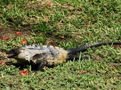 Ctenosaura pectinata
