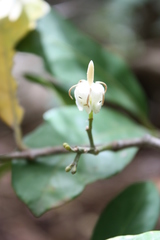 Morelia senegalensis