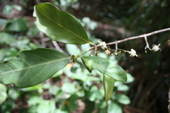Morelia senegalensis