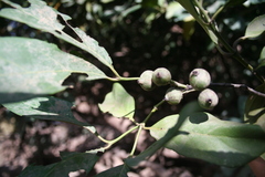 Morelia senegalensis