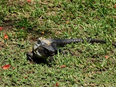 Ctenosaura pectinata