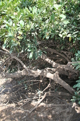 Morelia senegalensis