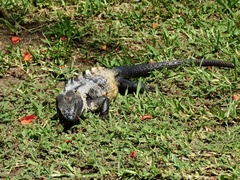 Ctenosaura pectinata