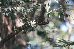 Xiphorhynchus fuscus