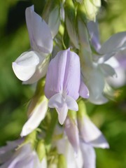 Galega