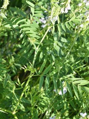 Galega