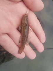 Tridentiger trigonocephalus