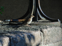 Passer domesticus