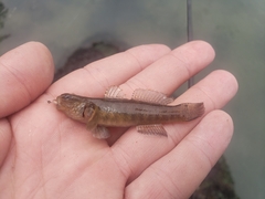 Tridentiger trigonocephalus