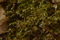 Pohlia longibracteata