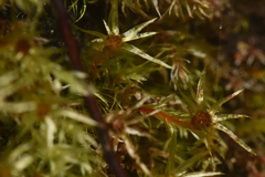 Pohlia longibracteata