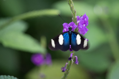Heliconius sara sara