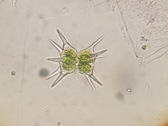 Staurastrum calyxoides