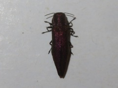 Agrilus sinuatus