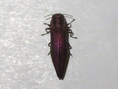 Agrilus sinuatus