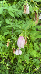 Campanula punctata