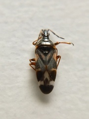 Anthocoris nemoralis