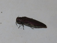 Agrilus sinuatus