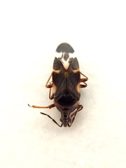 Anthocoris nemoralis