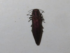 Agrilus sinuatus