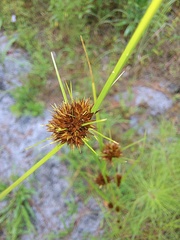 Rhynchospora microcephala