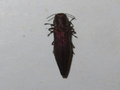Agrilus sinuatus