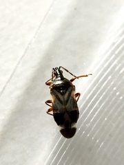 Anthocoris nemoralis