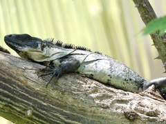 Ctenosaura pectinata